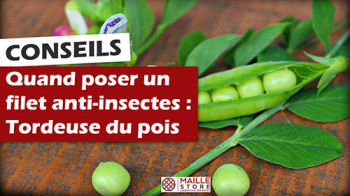 1-filet-anti-insecte-tordeuse-du-pois-papillon-maillestore