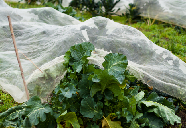 Filet anti-insectes pour le potager