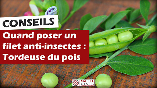 1-filet-anti-insecte-tordeuse-du-pois-papillon-maillestore