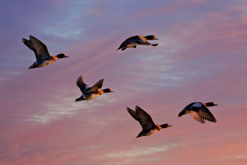 canard-migrateur-porteur-grippe-aviaire.jpg