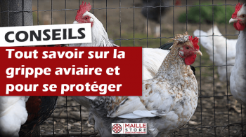 tout-savoir-sur-la-grippe-aviaire-filet-protection-oiseaux-maille-store.png