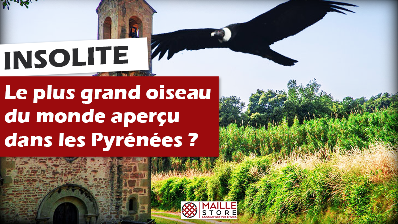 2-condor-le-plus-grand-oiseau-du-monde-apercu-dans-les-pyrenees.png