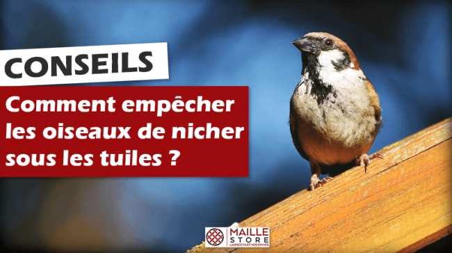 Comment empêcher les oiseaux de nicher sous les tuiles ?