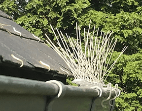 Nettoyage de fientes et pose d'un filet anti-pigeons sur balcon d