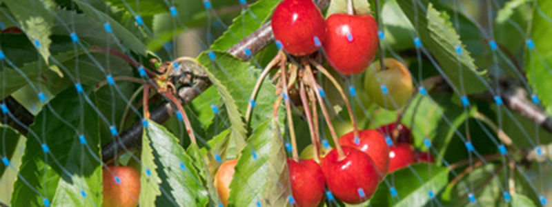 Filet de protection contre les oiseaux pour arbre fruitier