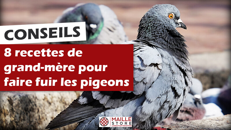 8 recettes IMPARABLES de grand-mère pour faire fuir les pigeons