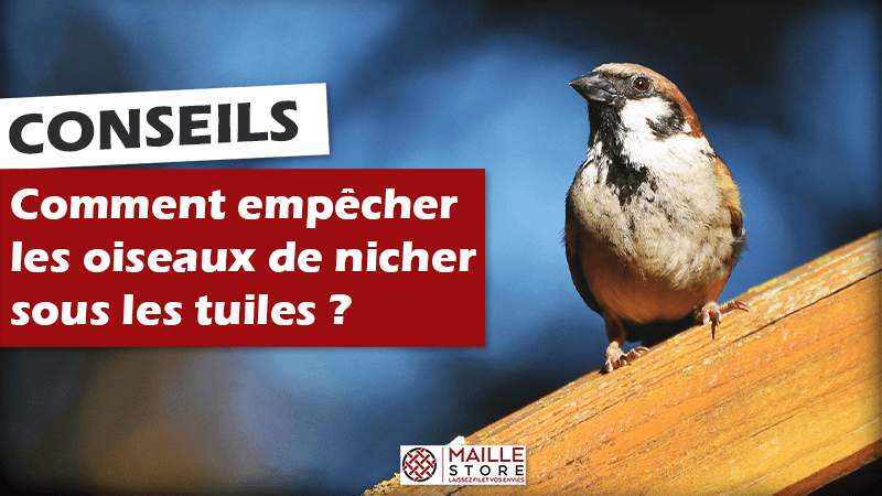 Comment empêcher les oiseaux de nicher sous les tuiles ?