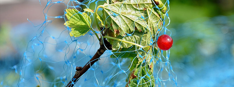 Filet anti-oiseaux bleu pour protéger les cerises