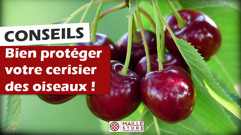 Comment POSER un filet anti-oiseaux sur un ARBRE FRUITIER ? Tutoriel -  Maillestore