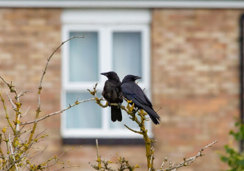 Deux corbeaux posés sur une branche d'un jardin