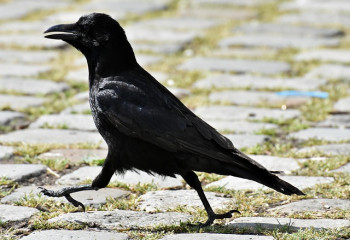 Corbeau marchant sur des pavés