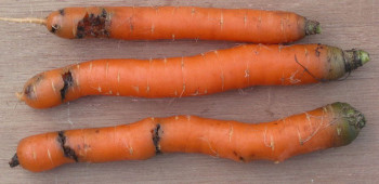 carotte-abime-mouche-de-la-carotte-comment-les-proteger.jpg