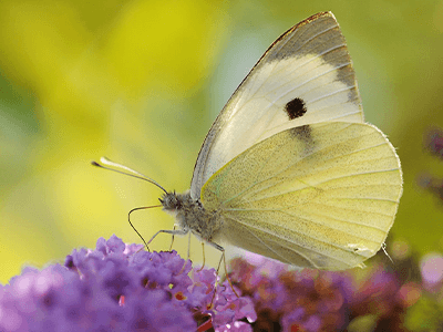 pieride-du-chou-papillon-potager-maille-store.png