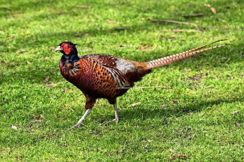 Filet de volière câblé noué Faisans, paons, volailles