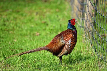 Filet volière pour poules, pigeons, faisans et volailles