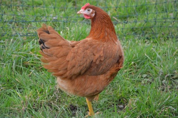 filet-voliere-poulailler-poule-coq-maillestore.jpg