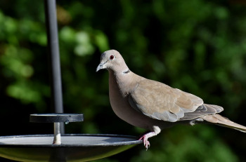 Pigeon en volière