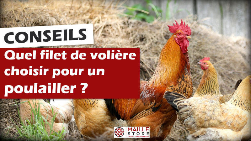 Filet pour poules