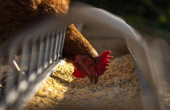 Elevage-poule-poulet-grippe-aviaire.jpg