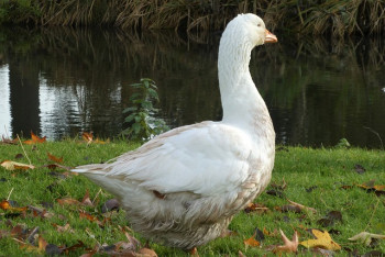 Oie avec la grippe aviaire