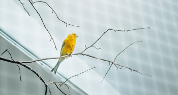 Oiseau dans une volière