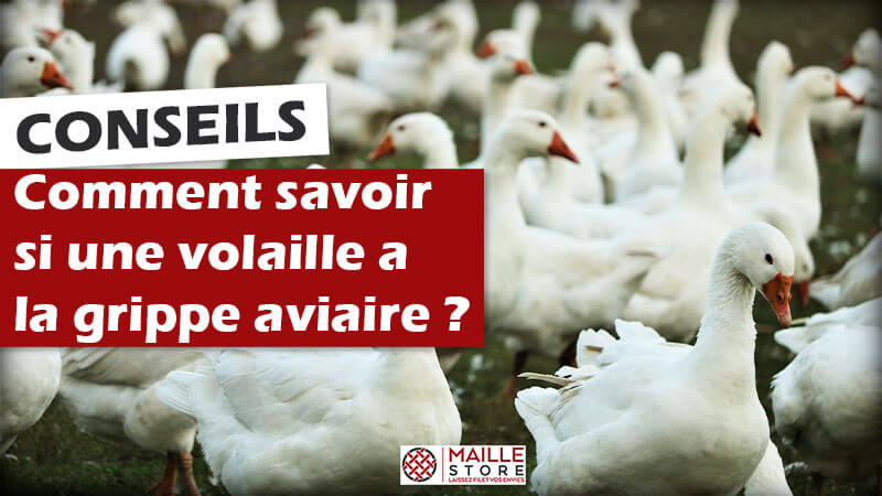 Comment savoir si vos volailles ont la grippe aviaire ?