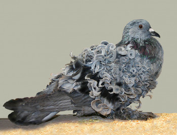 Le pigeon frisé