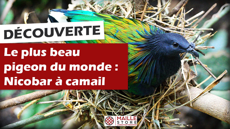 Le plus beau pigeon du monde : le pigeon de Nicobar