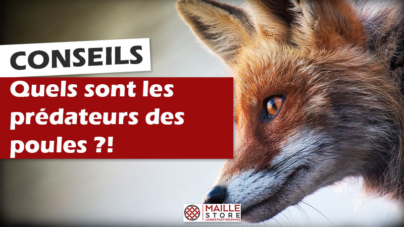 Comment protéger vos poules et volailles contre les renards et les martres  ?