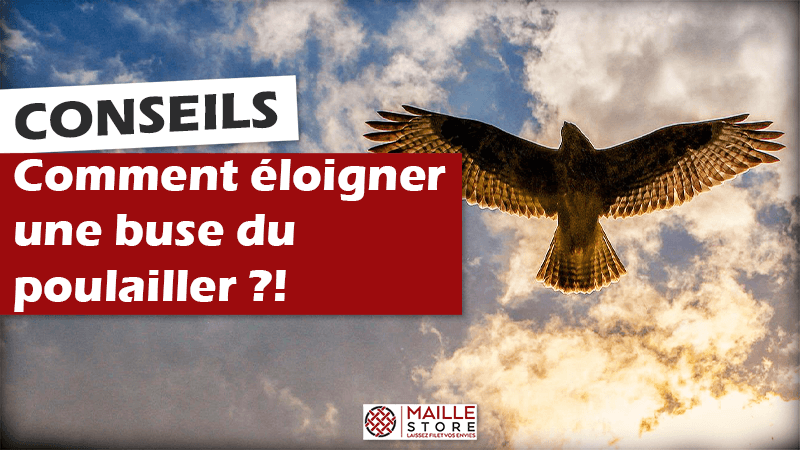 Comment éloigner une buse du poulailler et protéger vos poules ?