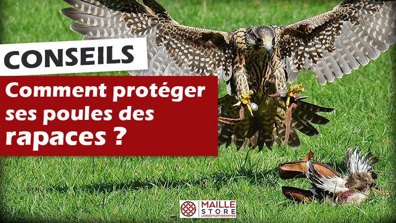 Filet anti-oiseaux - Solution permanente