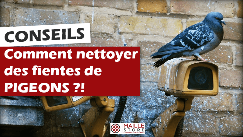 Comment nettoyer des fientes de pigeons ?