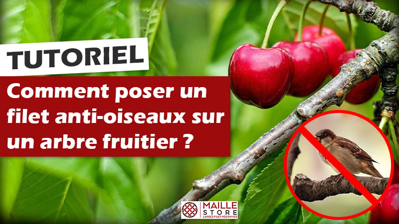 Comment POSER un filet anti-oiseaux sur un ARBRE FRUITIER