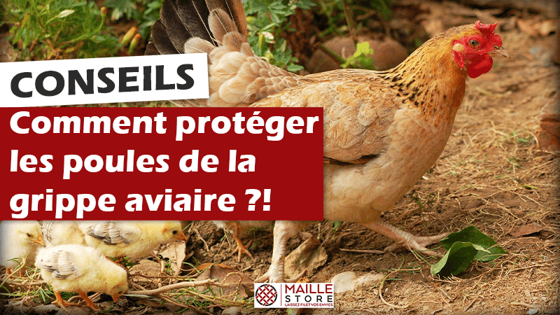 Poules : prévenir les maladies au poulailler