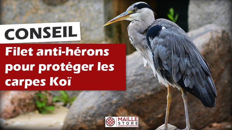 Filet anti-hérons pour protéger les carpes Koï