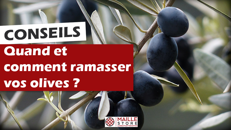 quand-et-comment-recolter-olives-filet-de-recolte-maillestore.png