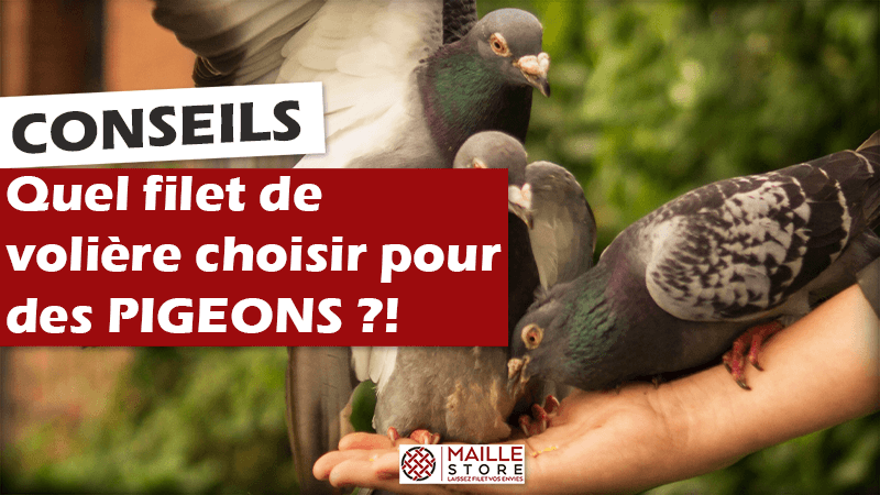 Quel filet de volière choisir pour élever des pigeons ?