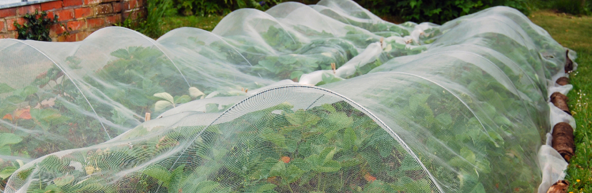 Filets pour le potager