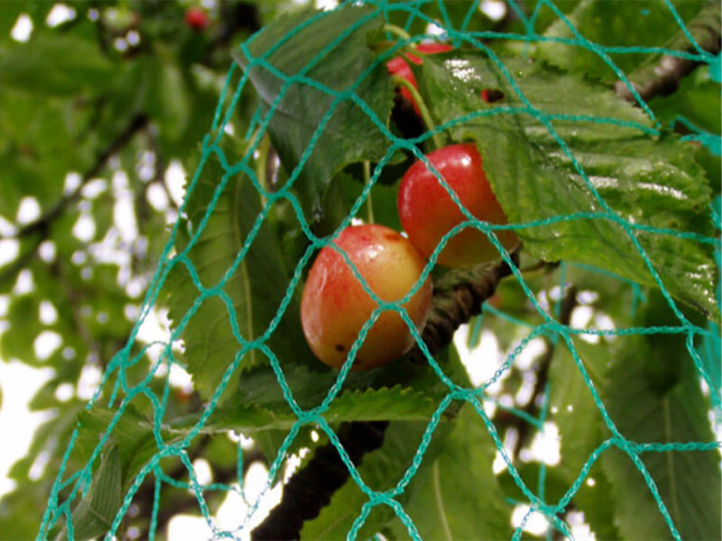 Filet anti-oiseaux pour arbres fruitiers et potager