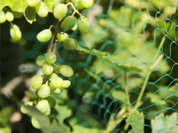 Filet anti-oiseaux petites mailles de 15mm, verger, vigne