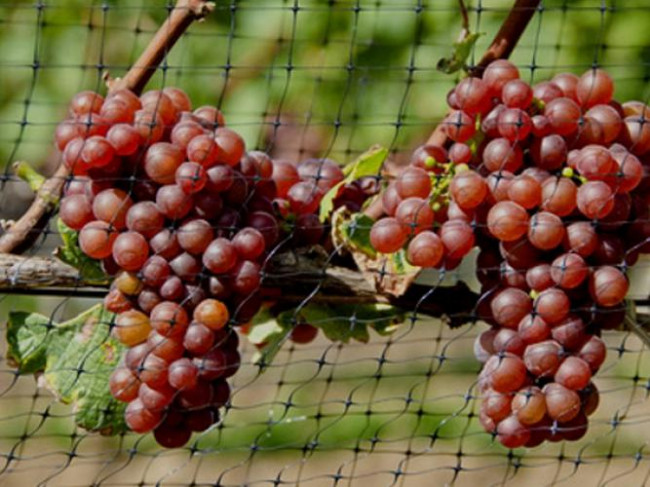 Comment POSER un filet anti-oiseaux sur un ARBRE FRUITIER ? Tutoriel -  Maillestore