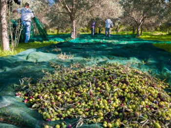 Filet de récolté résistant pour olives, noix, noisettes, châtaignes, semences forestière et arbres fruitiers