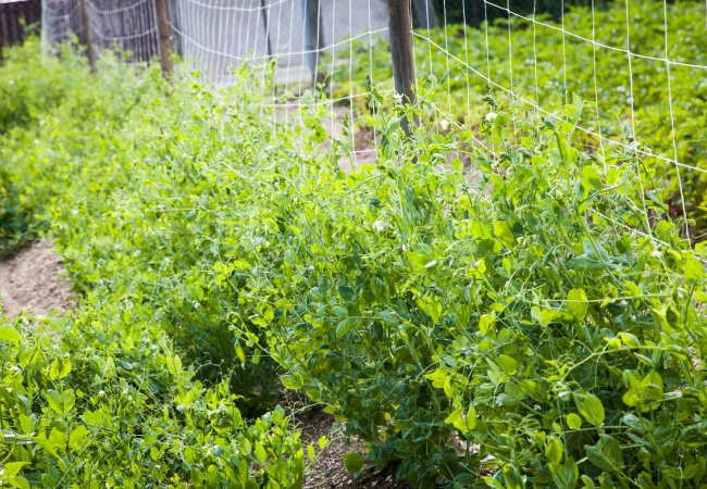 Filet à ramer - PRIX MINI - Pour le potager - Maillestore