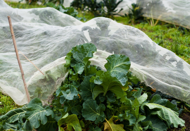 Filet anti-insectes - Jardin Couvert