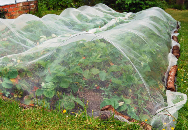 Filet anti-insecte pop-up pour carré potager